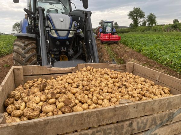 Queens Potatoes 40-50mm
