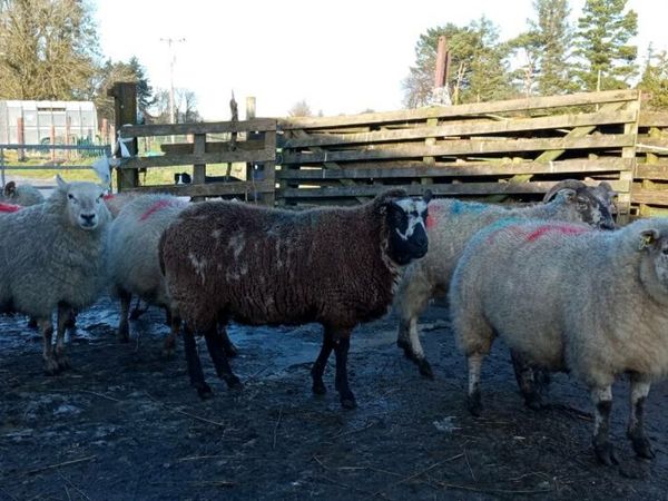 6 In Lamb ewes