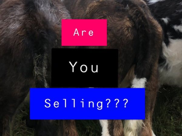 Have you poor quality cattle for sale !!!!