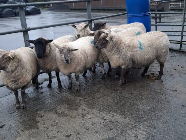 8 in lamb ewes for sale