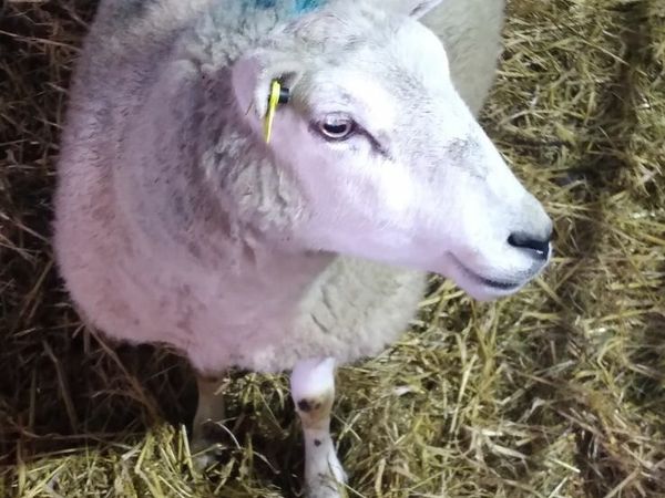 3 year old ewe and lamb