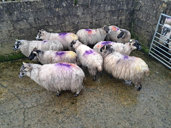 Springing ewes