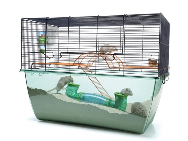 New SAVIC CAGE- 2 Gerbils or Fancy Mice included