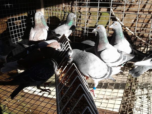 Racing pigeons portlaoise