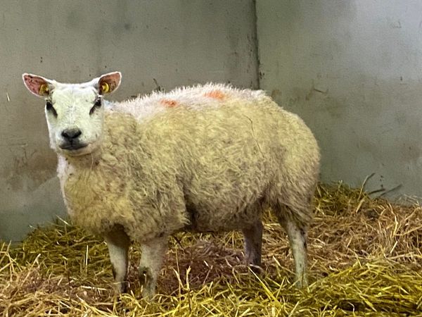 Pedigree registered Beltex in-lamb hoggets