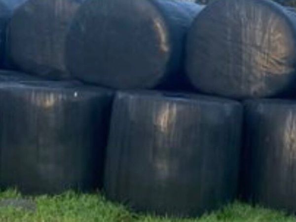 Bales of silage for sale