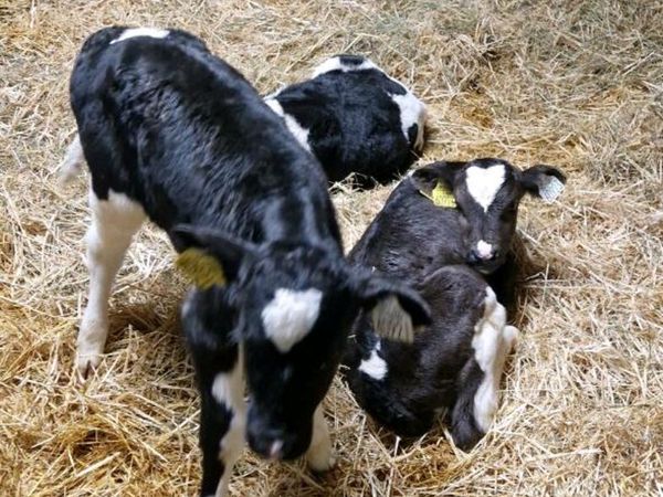 5 High ebi heifer calves