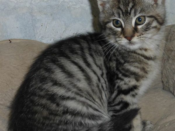 maine coon x kitten for sale