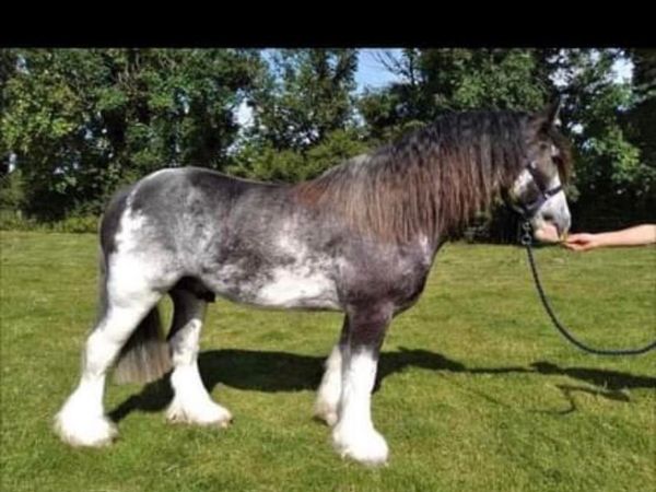 BLUE PADDY - 4 Year Old Traditional Blagdon Cob