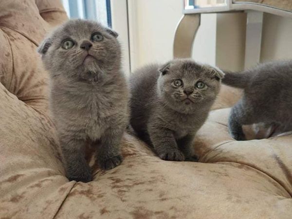 Scottish fold kittens 😍