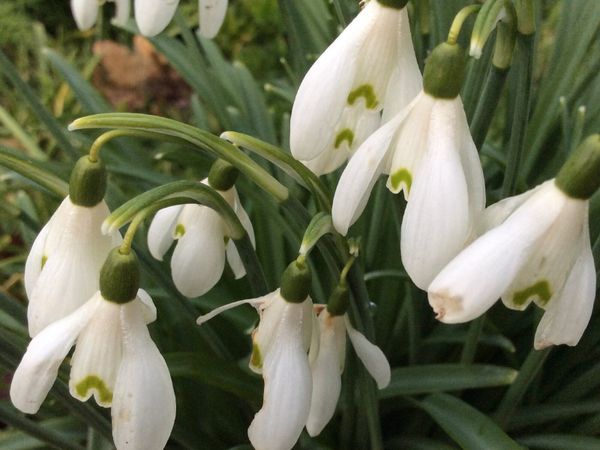 Snowdrops-in - the - Green