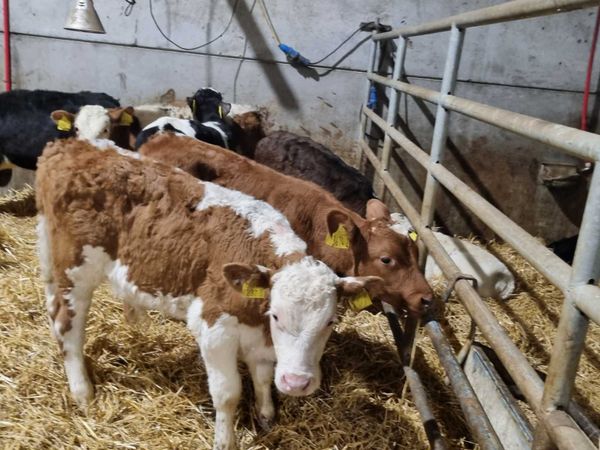 7 Reared bulls calves for sale