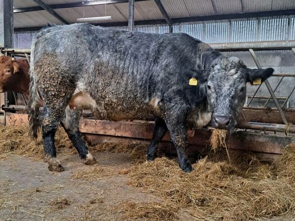 Incalf + calved heifers