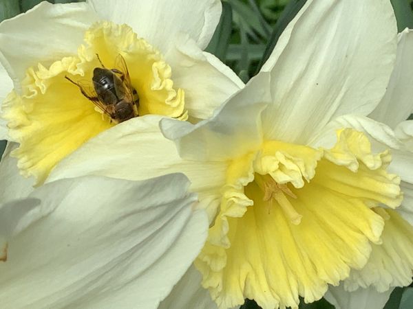 Daffodil Cut Flowers