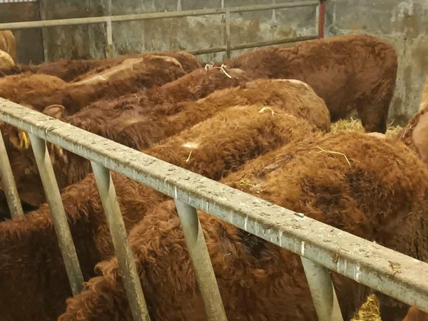 13 Smashing Red Limousin Heifer's for sale