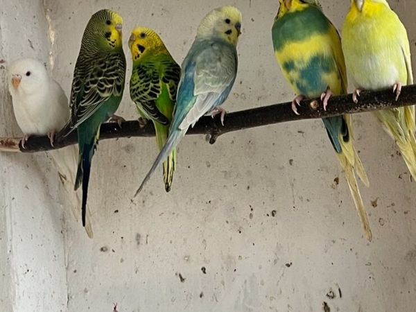 Budgie, finches