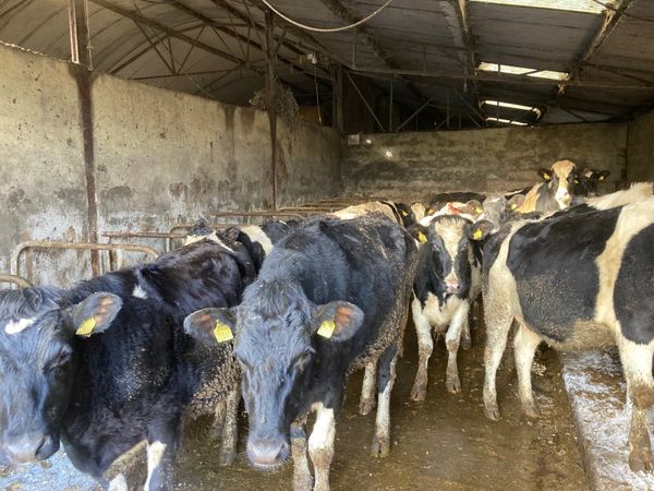 For Sale 36 Pedigree Friesian in-calf heifers