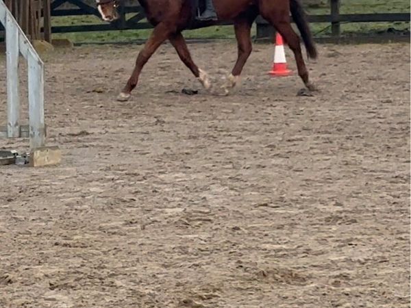 15.2h 13 year old sport horse