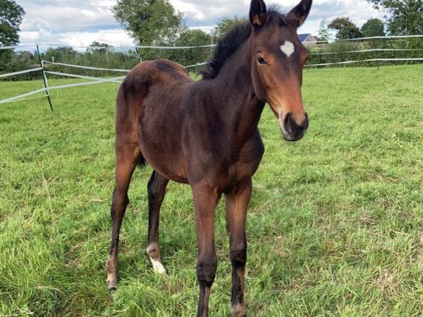 Filly Foal by Colandro