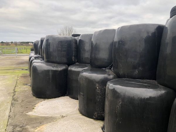 60 bales of silage for sale