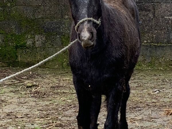 Connemara Colt Foal for sale