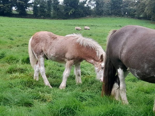 Colt foal for sale