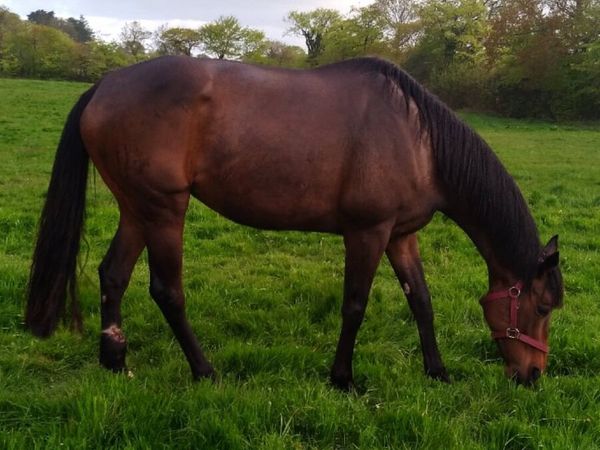 TB Mare scanned in foal to In Swoop