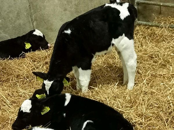 Freisian bull calves