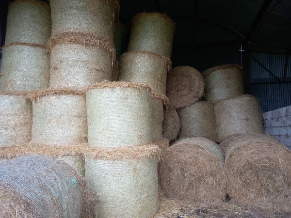 Hay and Straw for Sale