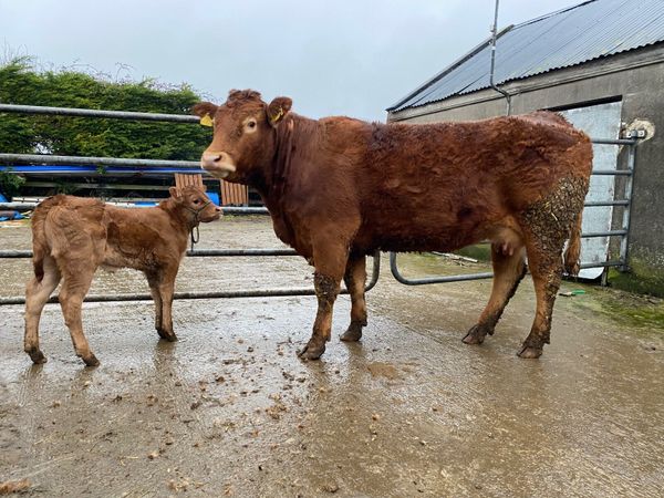 limousin cows | 218 All Sections Ads For Sale in Ireland | DoneDeal