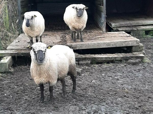 Shropshire sheep