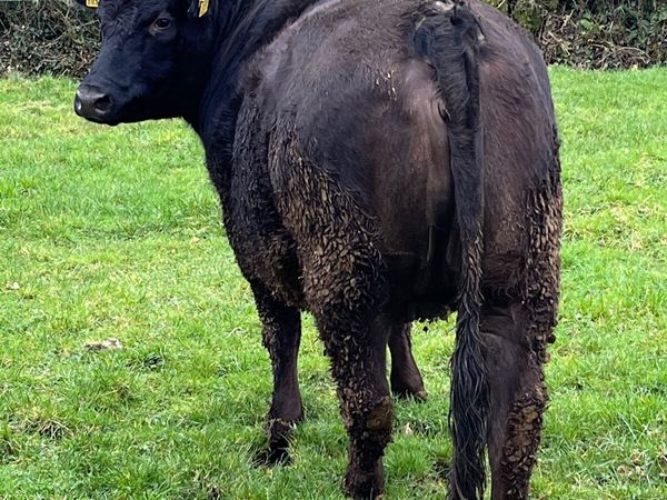 5* incalf Limousin heifer