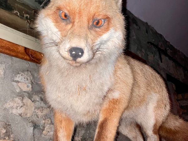 Taxidermy Fox