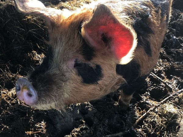 Oxford & sandy x Berkshire boar pig piglet
