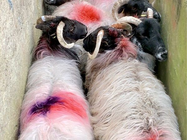 Mayo Ewes Scanned In Lamb