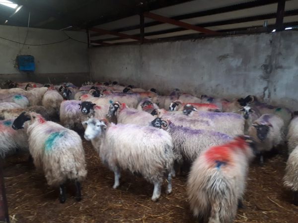 Clearance sale of 100 ewes
