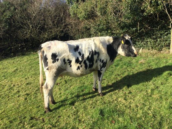 Springing Heifer in calve