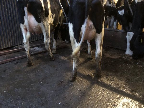 Calved  heifers for Carnaross on Wednesday 1st feb