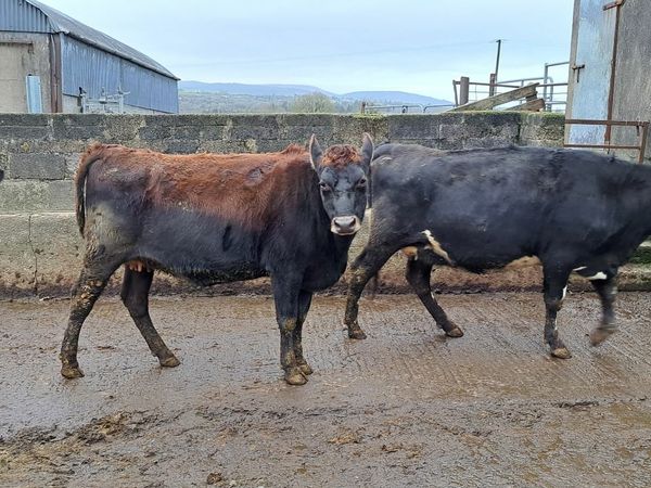14 in calf heifers high ebi