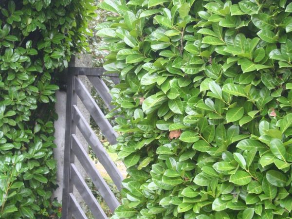 Cherry Laurel NOW €3.49 | Nationwide Delivey