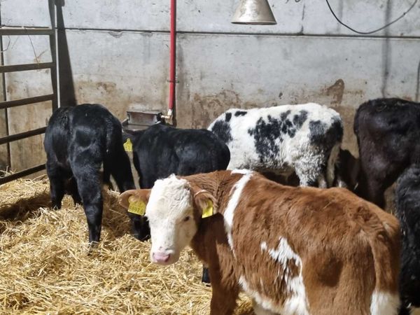 8 bulls calves for sale