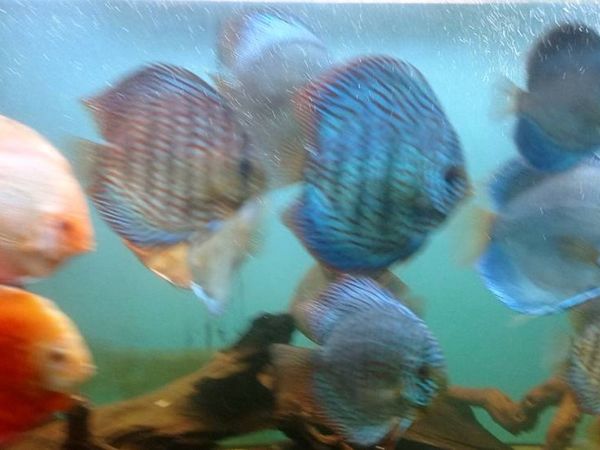 Good quaility discus for sell