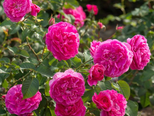 David Austin roses on sale, delivery nationwide!