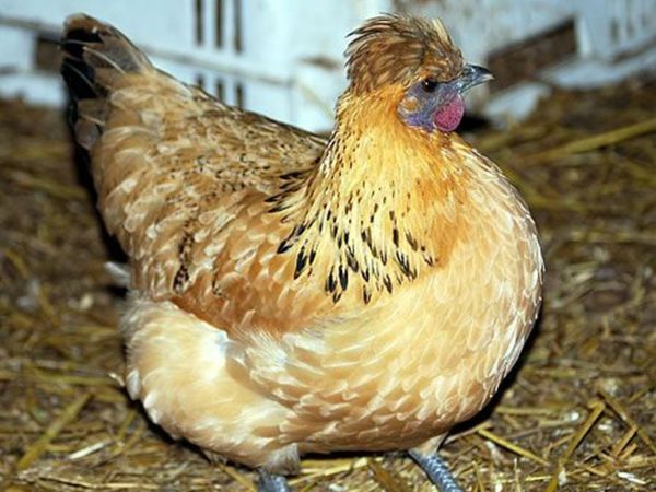 Silkie/Sussex -Gold Tops