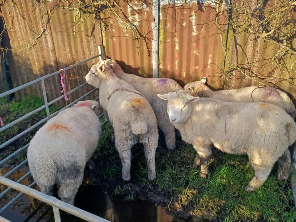 Dorset ewe lambs for sale