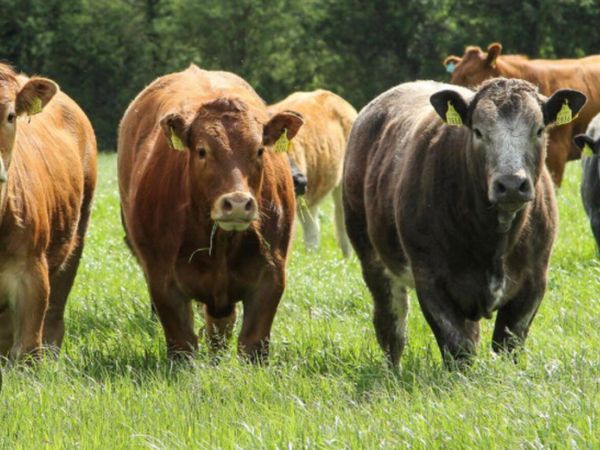 Store/Beef Cattle Needed