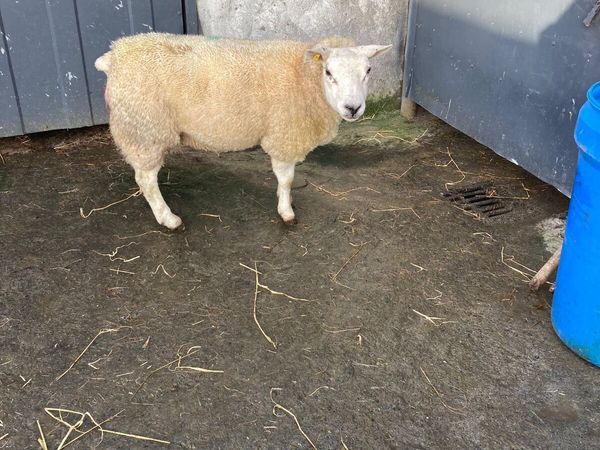 Ewe with milk for sale