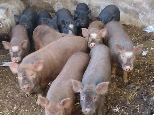Pig weaners