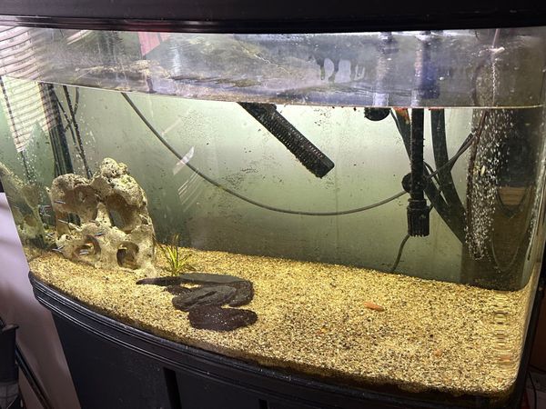 300 litre fish tank plus 350 filter