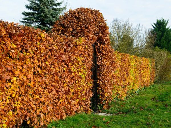 Bareroot Beech Hedge | ON SALE from €1.49